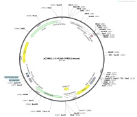 pCDNA3.1-3×FLAG-OPRD1-mouseMap