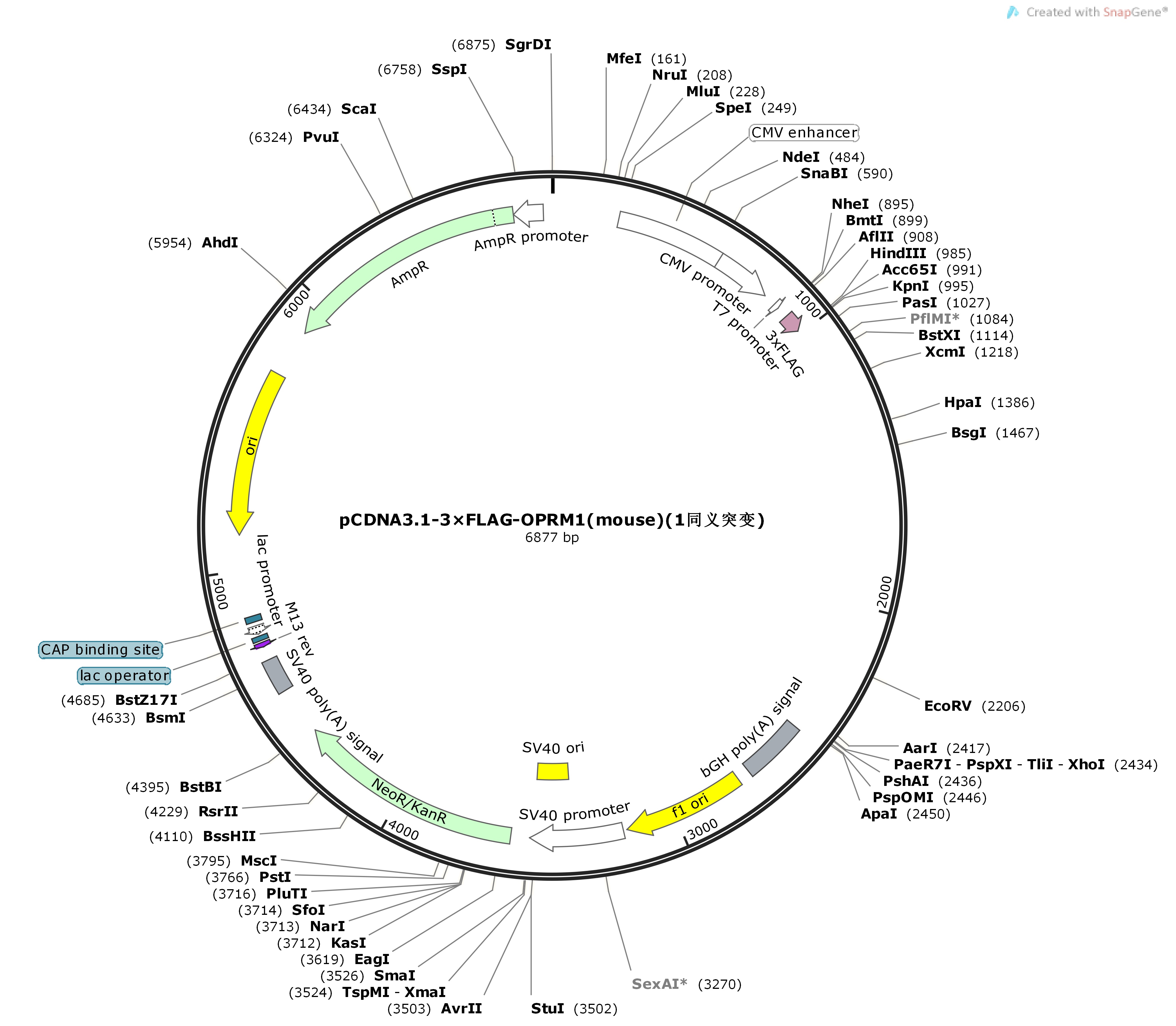 pCDNA3.1-3×FLAG-OPRM1-mouse-1同义突变Map