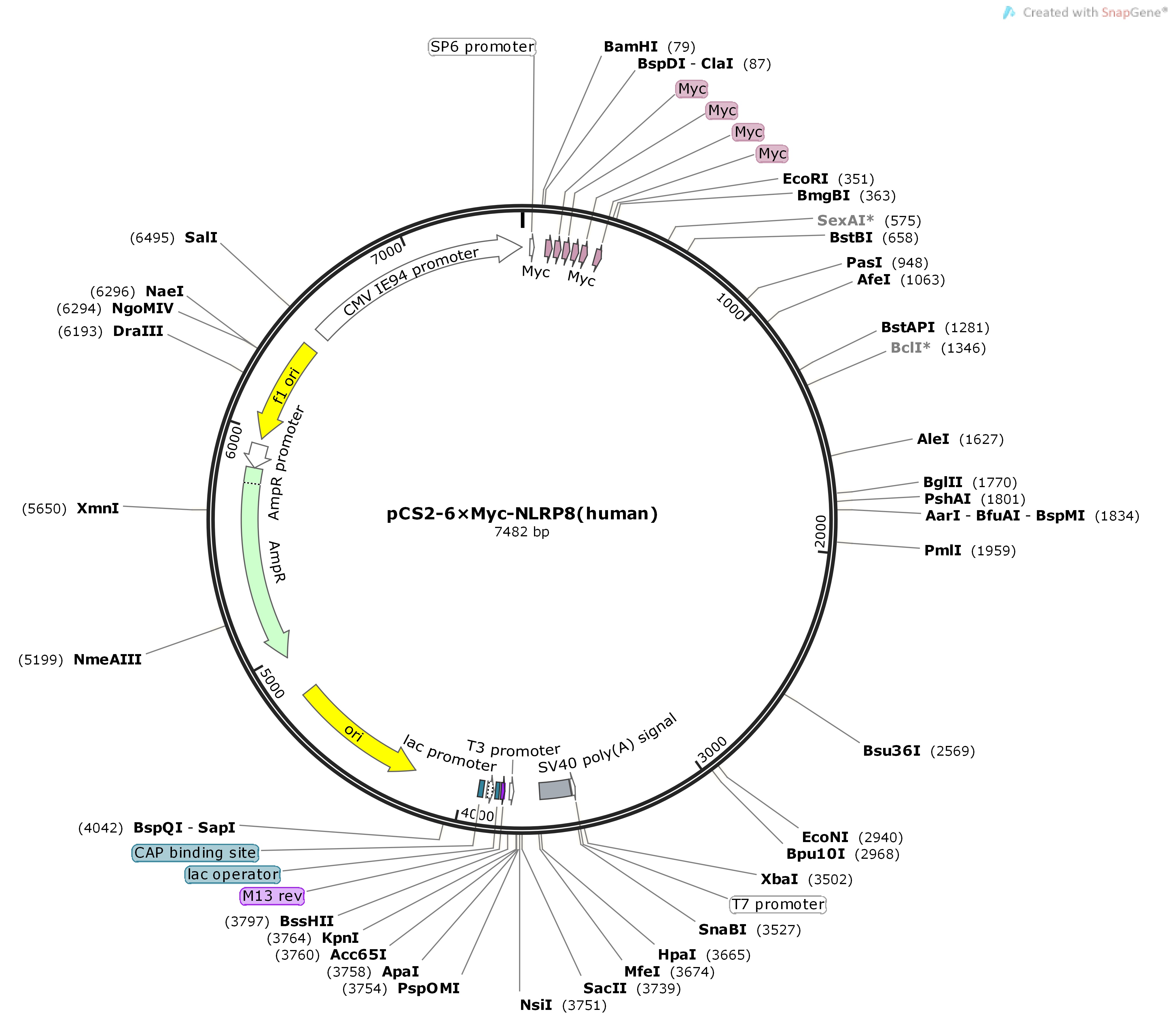 pCS2-6×Myc-NLRP8-humanMap