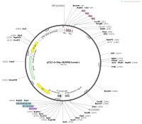 pCS2-6×Myc-NLRP8-humanMap