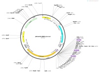 pGreenII-0800-pro-LucMap