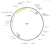 pMO719Map