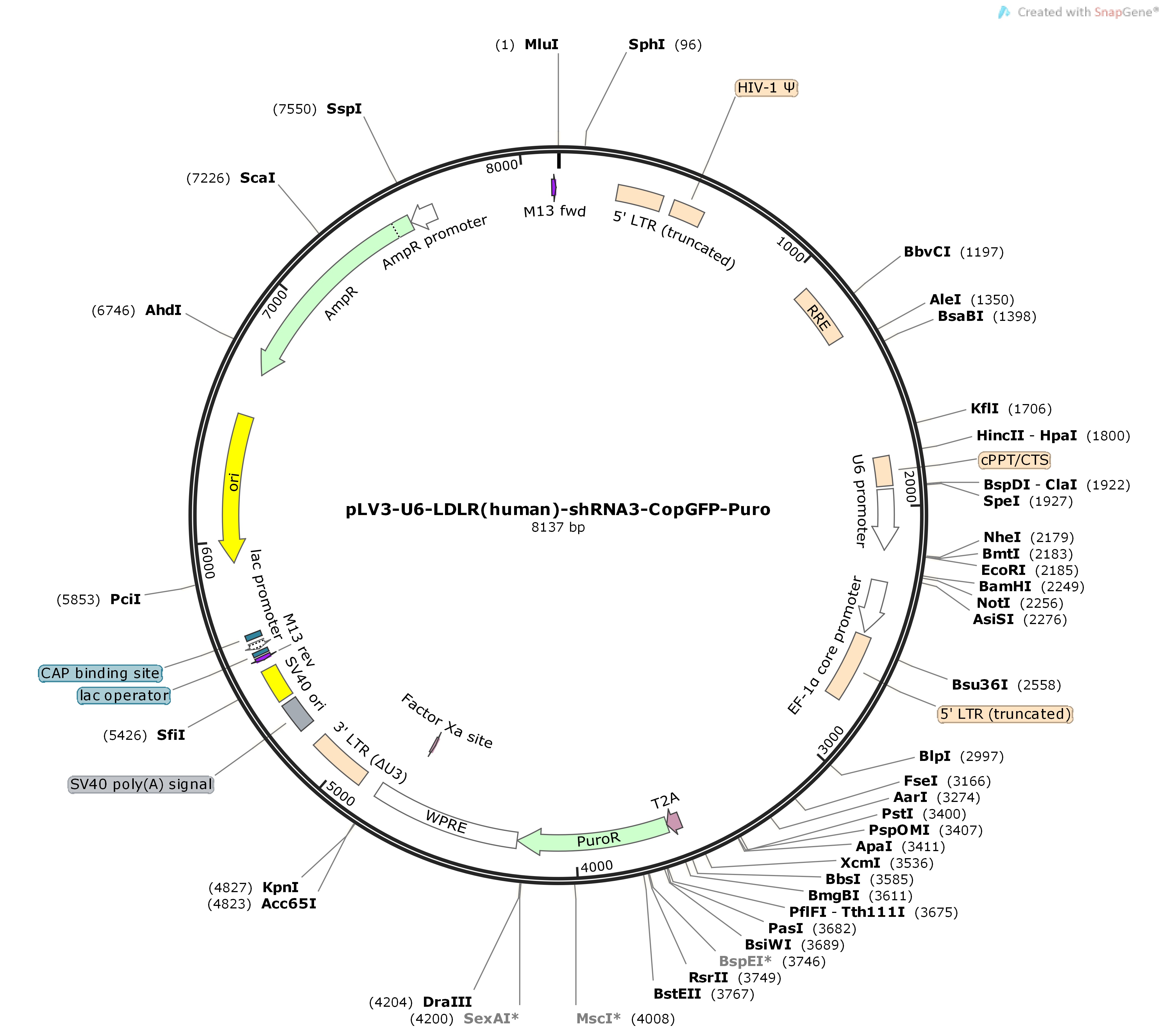 pLV3-U6-LDLR-human-shRNA3-CopGFP-PuroMap