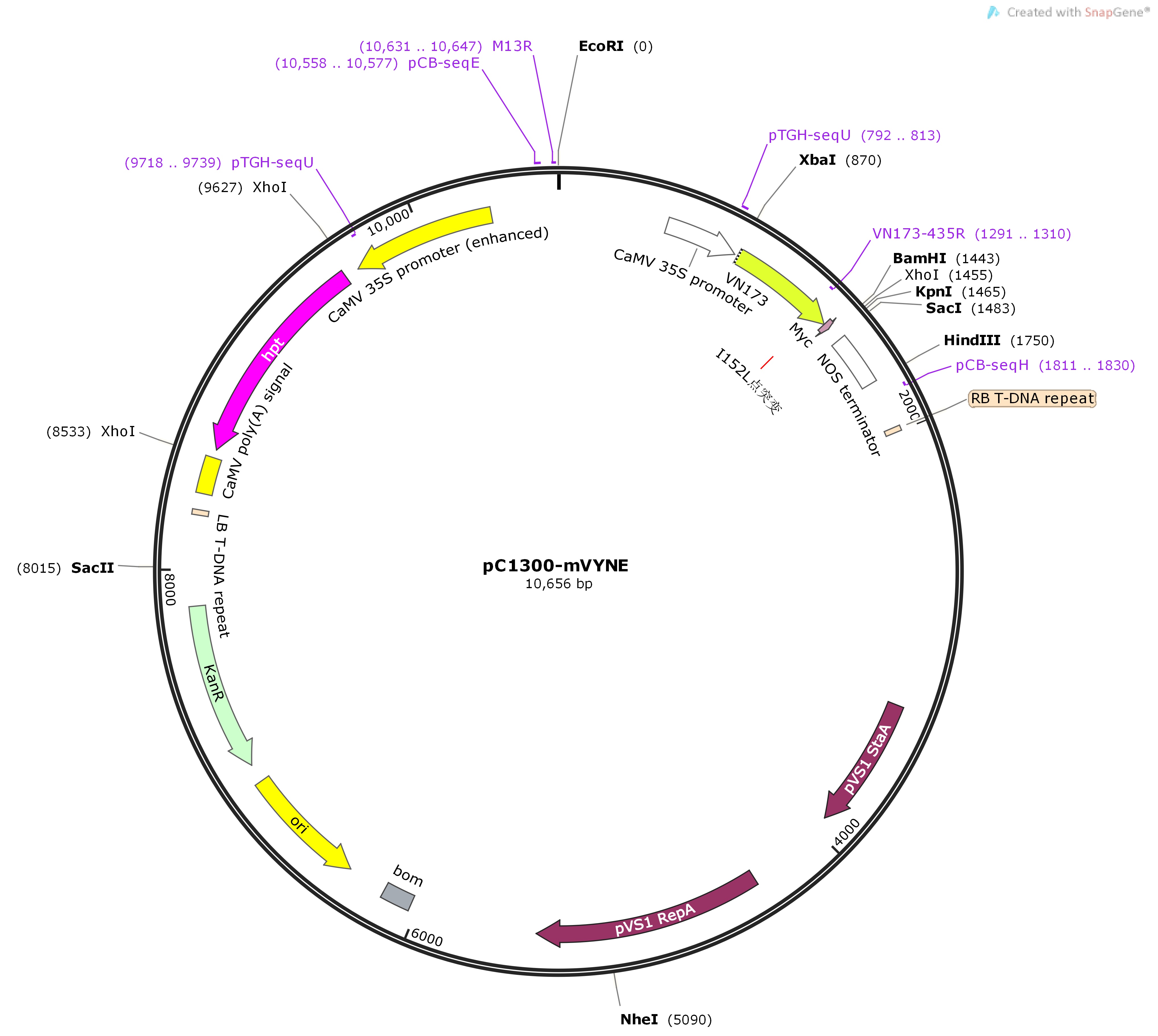 21OV302_pC1300-mVYNE-231C0495Map