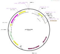 21OV302_pC1300-mVYNE-231C0495Map