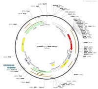 pcDNA3.1---RFP-hismycMap