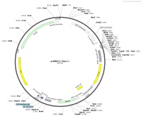 pcDNA3.1-Zeo--Map