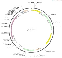 pFastBac1-MBPMap