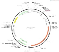 pPIC3.5K-His-MYCMap