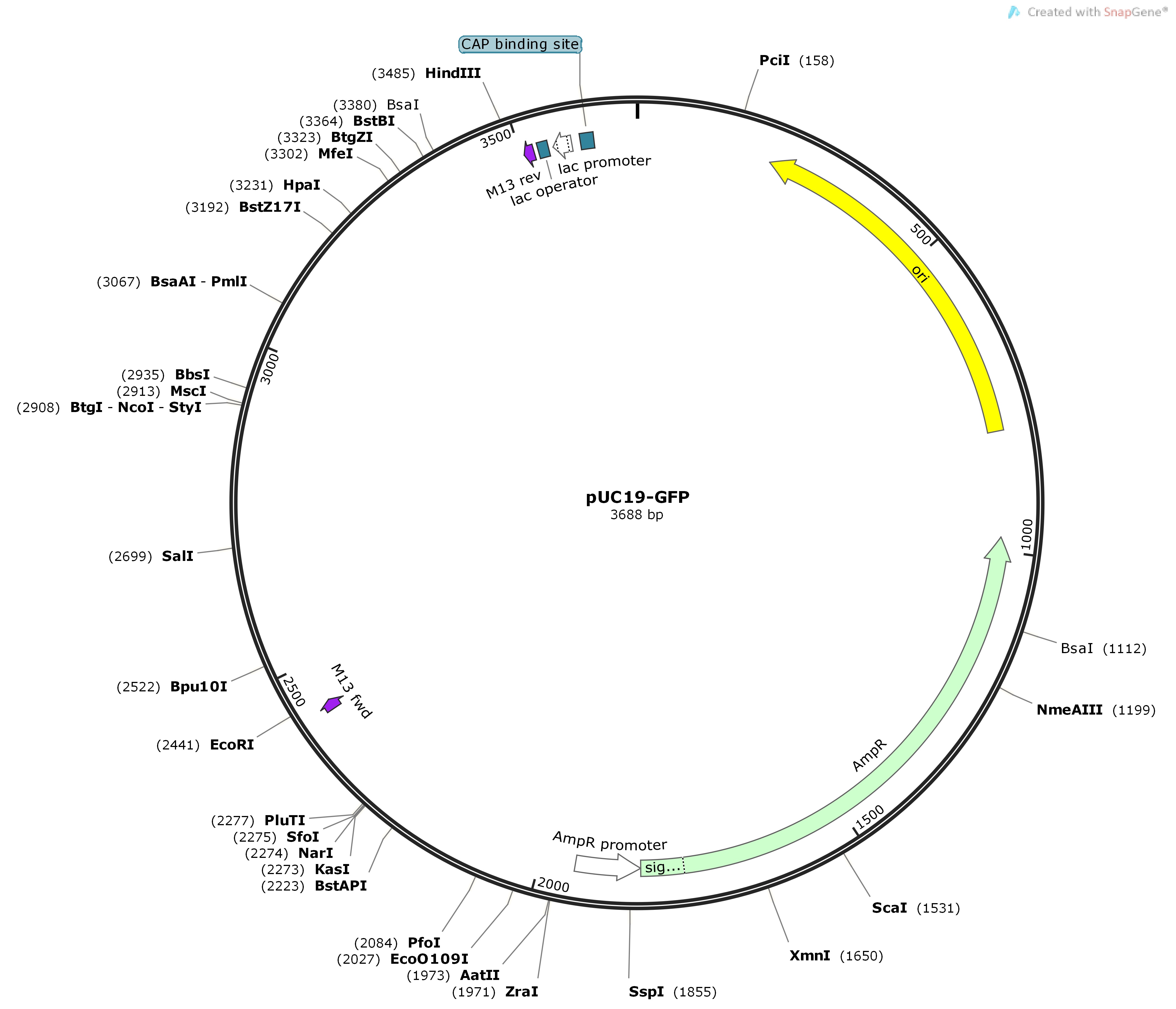 pUC19-GFPMap