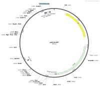 pUC19-GFPMap