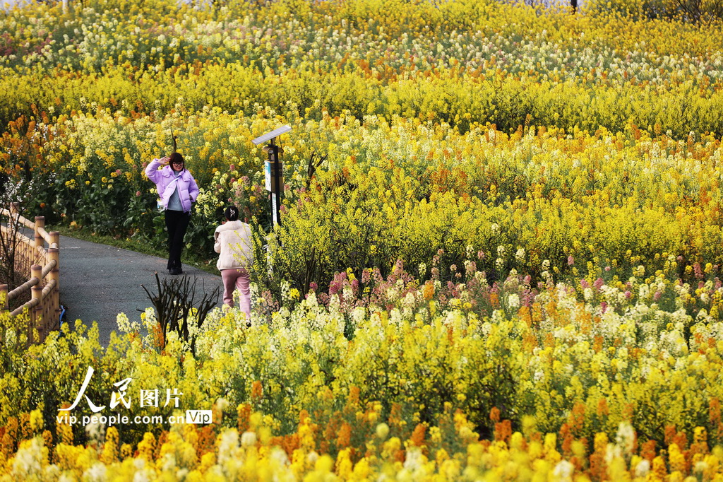 宜宾附近花海旅游景点图片