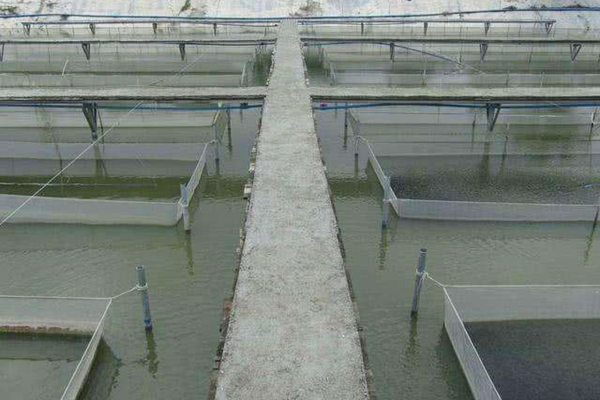 菌類制劑在水產養殖中的作用