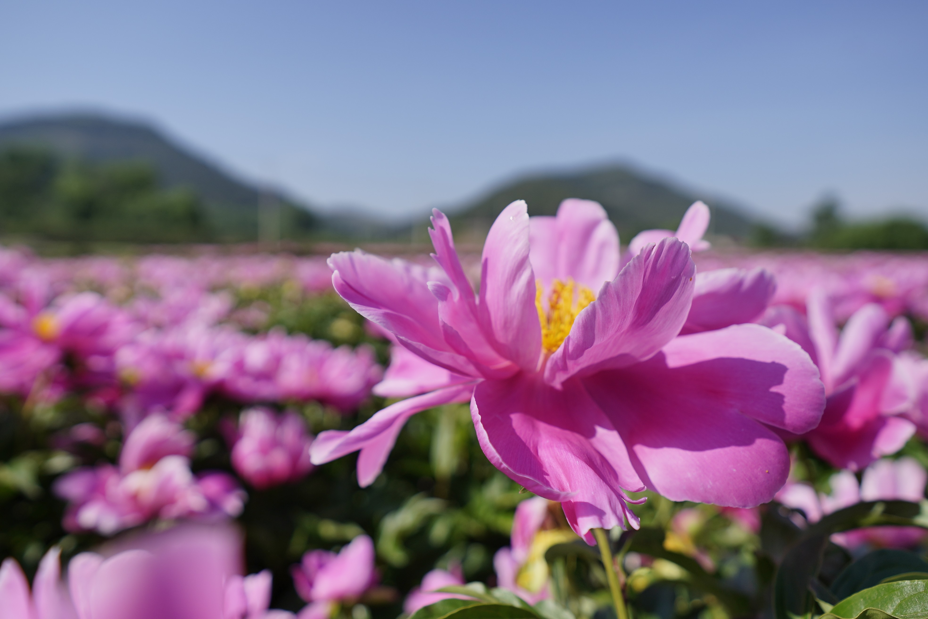 水门口村芍药花5