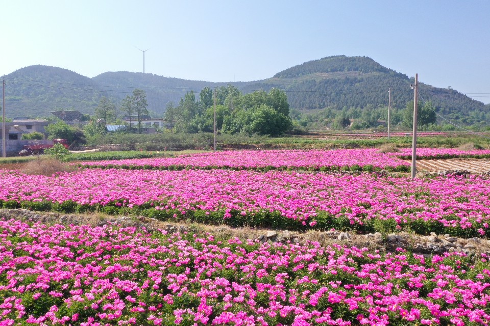 水门口村芍药花8