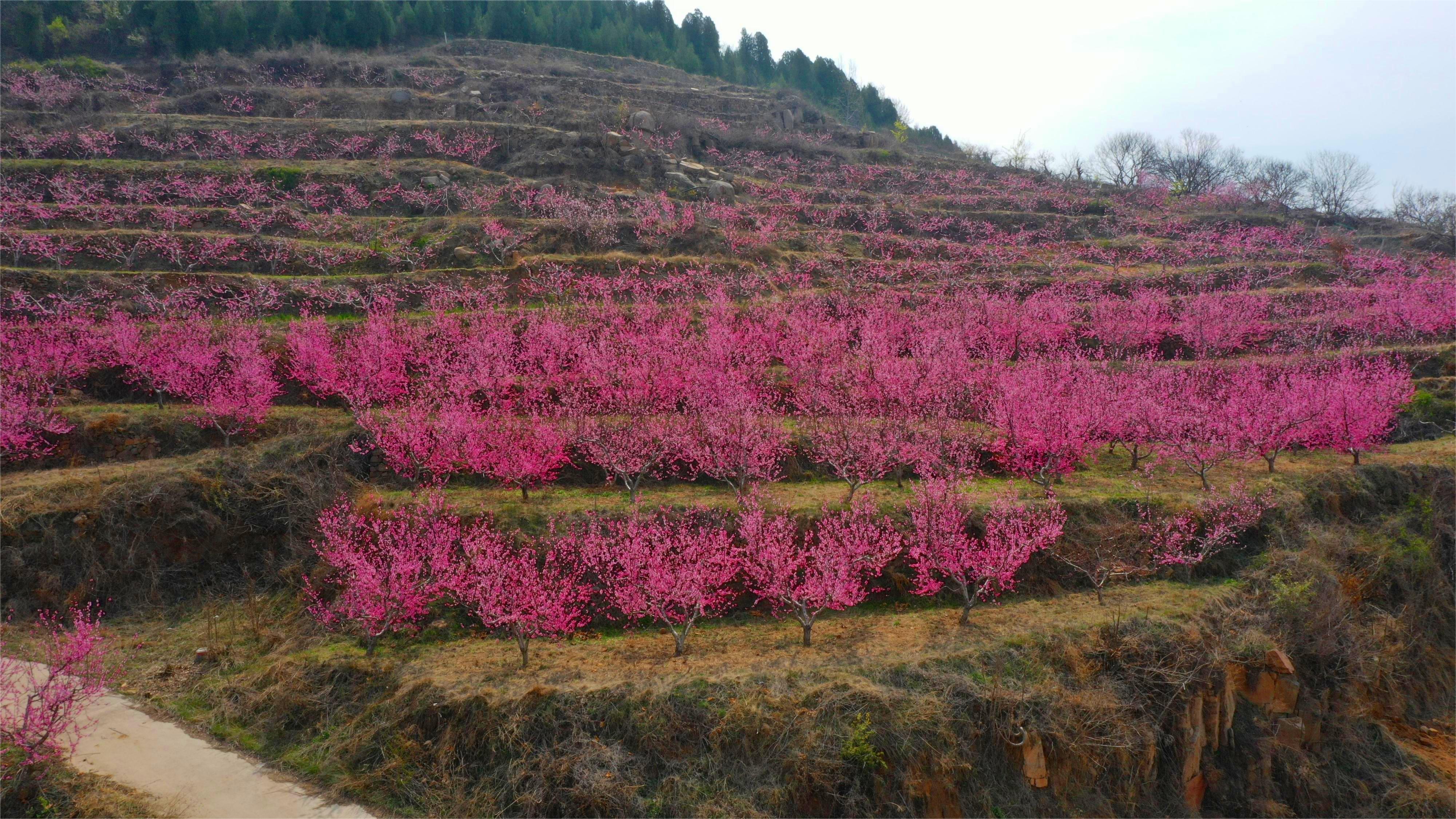 华东村桃花4