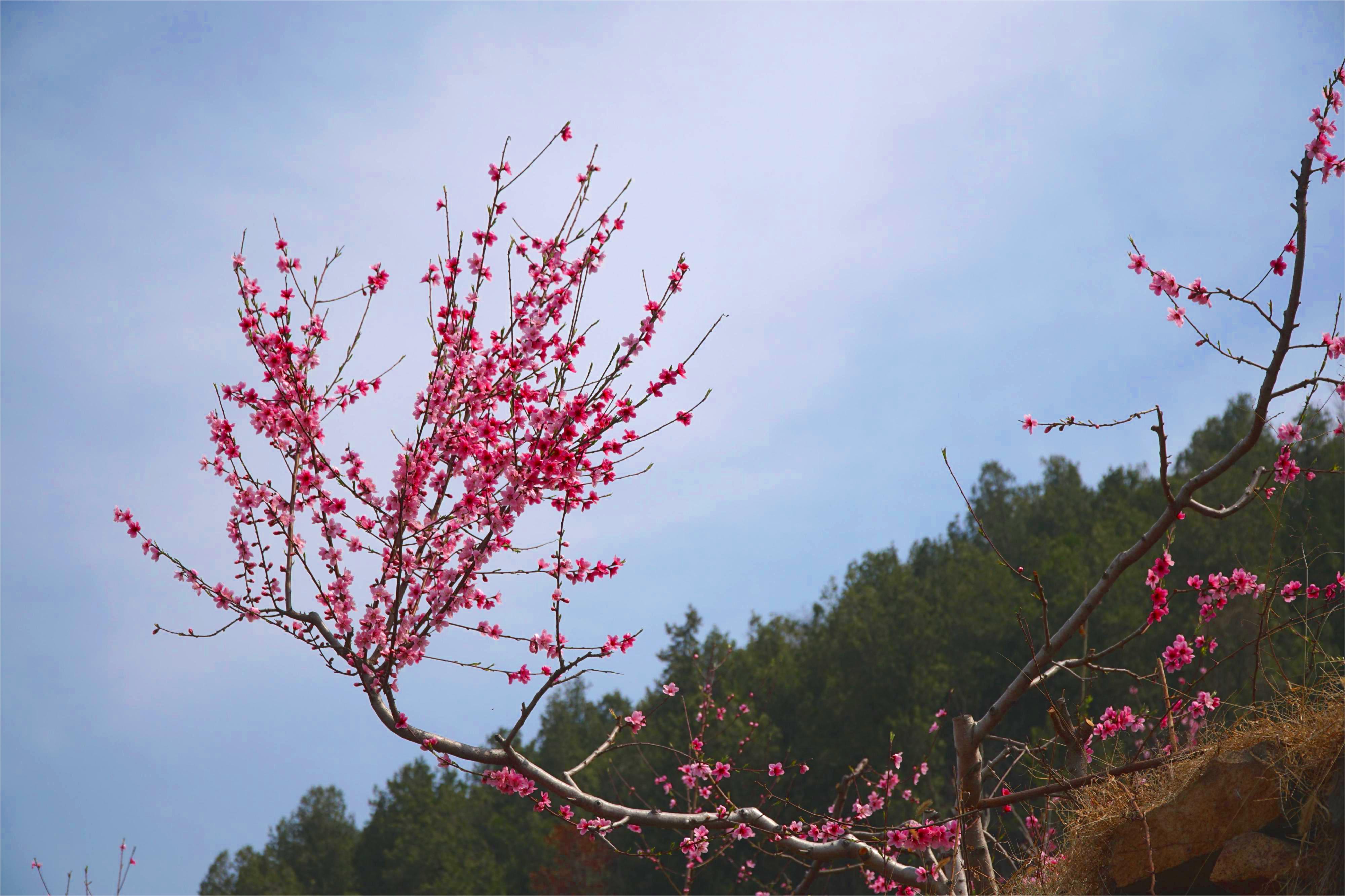 华东村桃花6