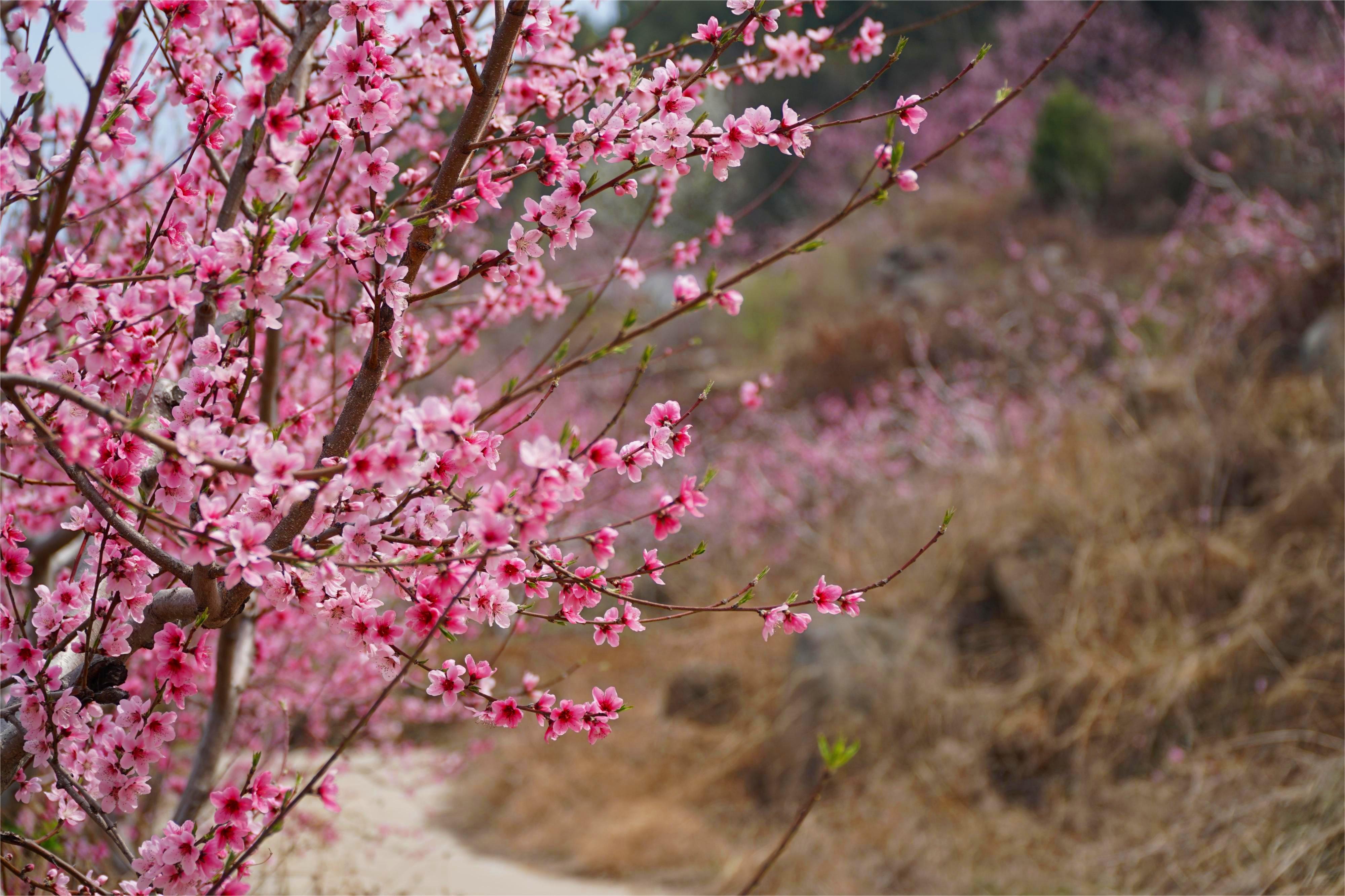 华东村桃花7