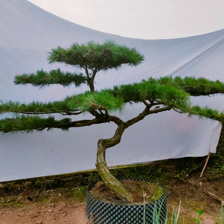 中小型松树盆景 地景松树 造型独特赤松 反季节栽植树种 观赏效果好