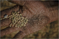 粒粒皆辛苦——2011年，陕西西安，农民刘军计收黄豆。拷贝