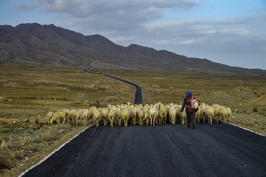 希望在远方——2015年，甘肃永泰，牧羊挣学费的家长。拷贝