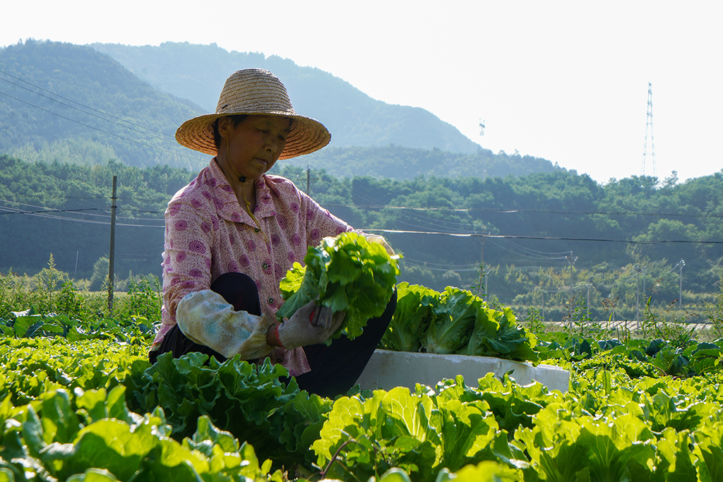 1031小青菜托起致富梦