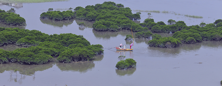 1375红树林湿地