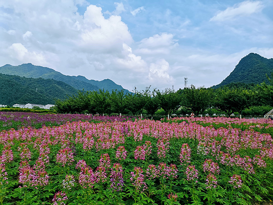 2115山花烂漫