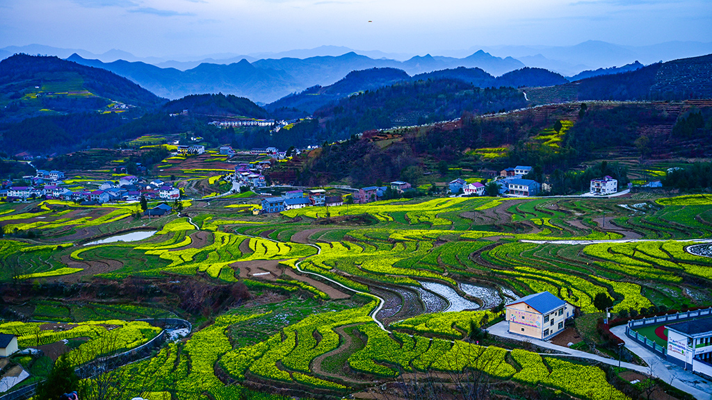 5536油菜花中的家园