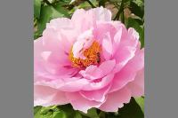 8736花开甜如蜜