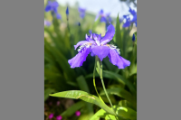 A0532阿娜多姿的蝴蝶花