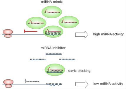 miRNA mimics inhibitor 合成-核小体（北京）生物技术有限公司