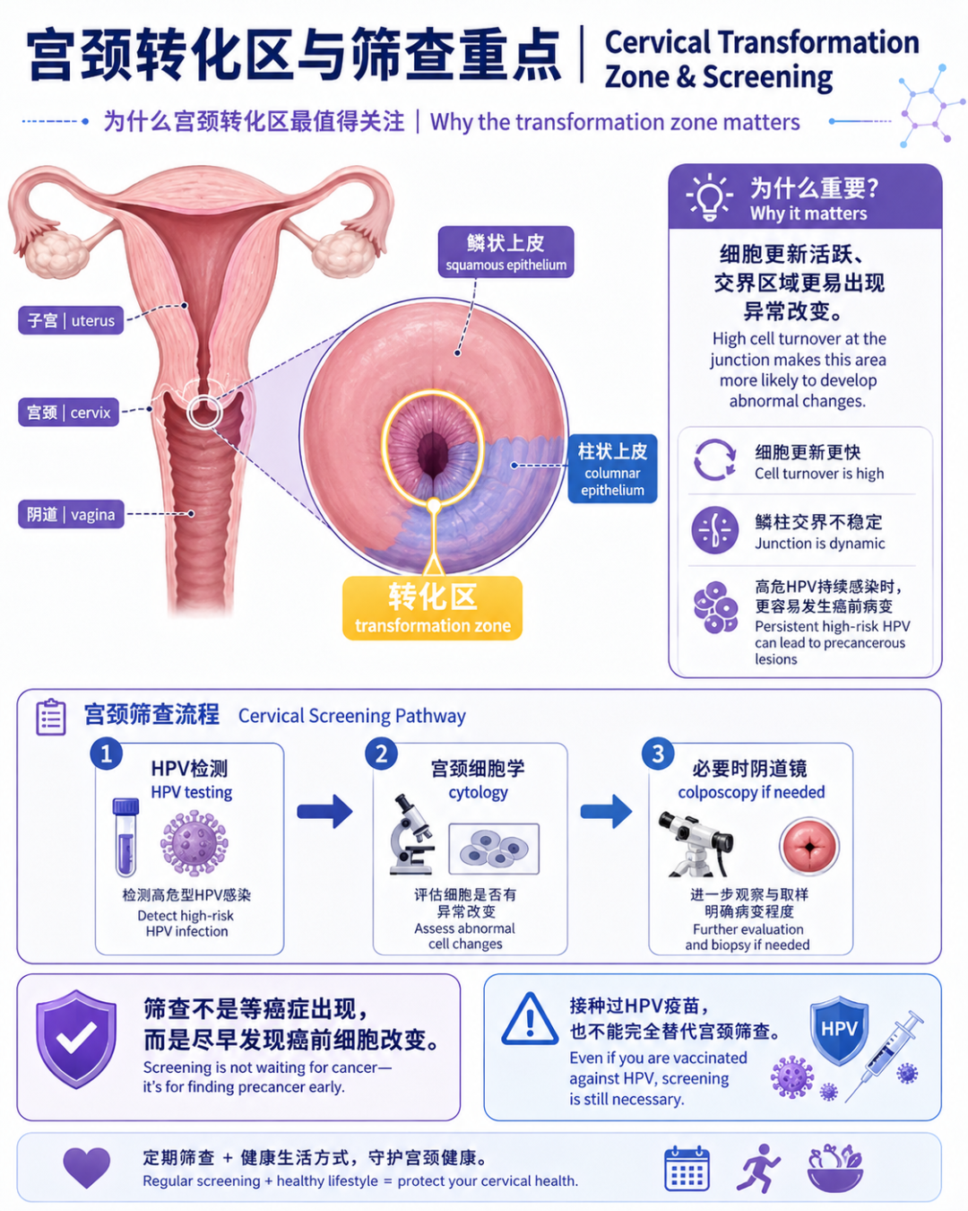 06｜宫颈转化区与筛查重点