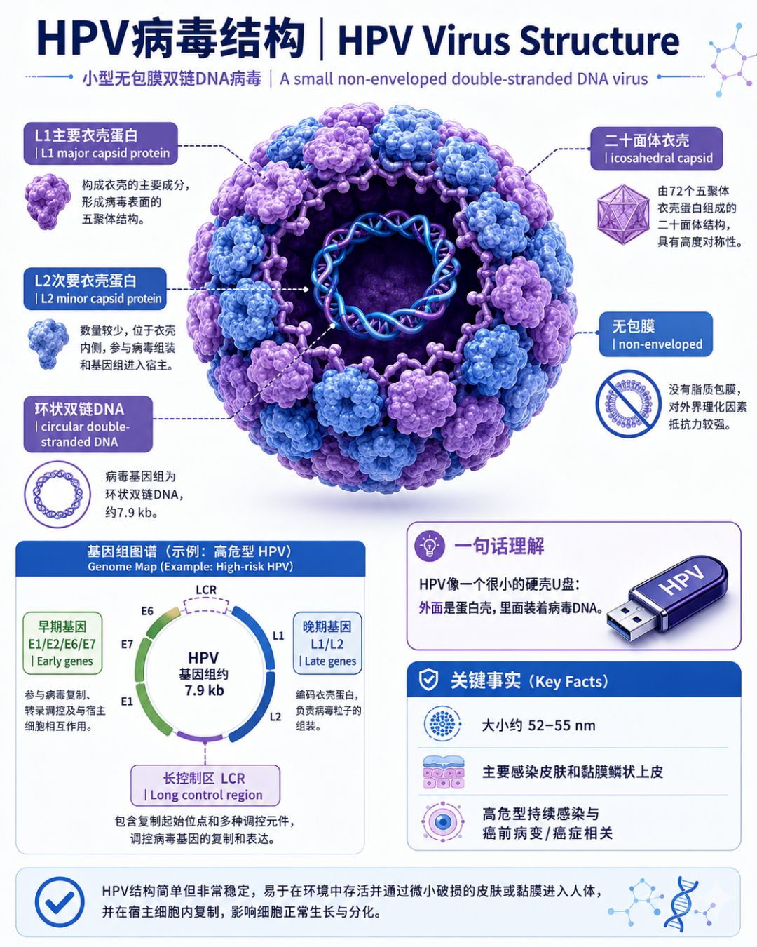 01｜HPV病毒结构总览