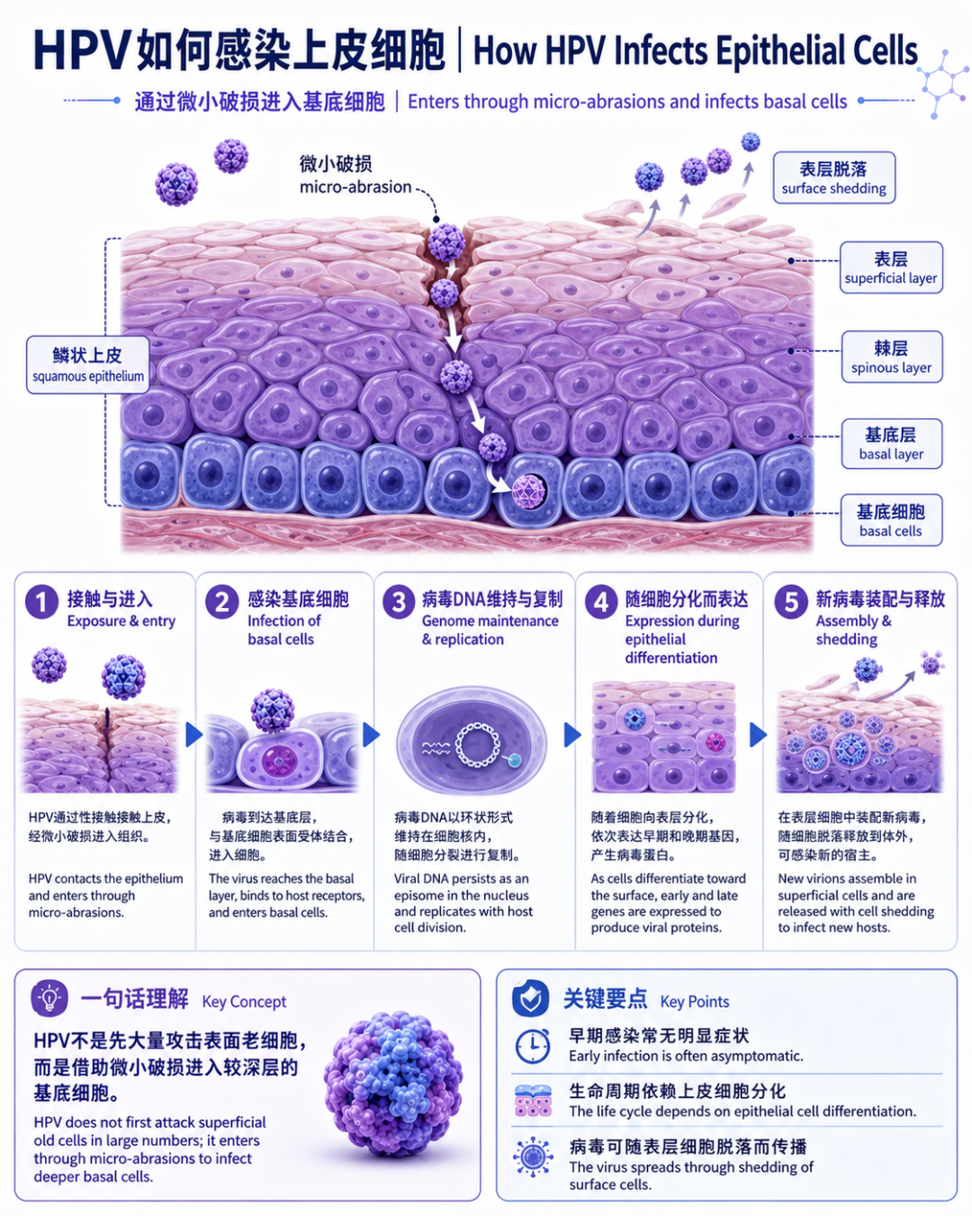 02｜HPV如何感染上皮细胞