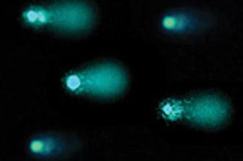 cat-oxidative-cellular-stress_7