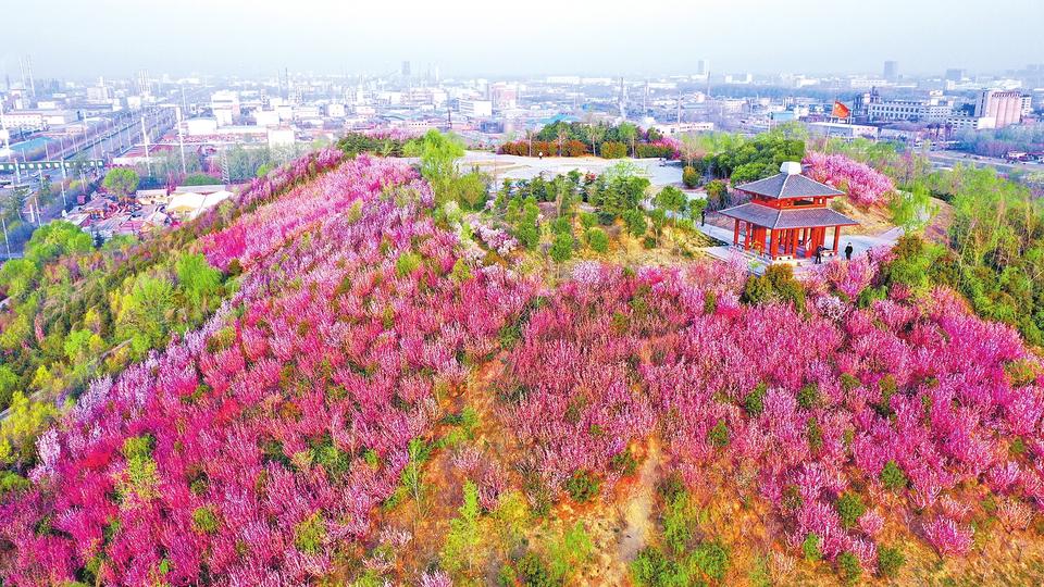 濮水公园:春日花开正盛-河南农业科技信息网