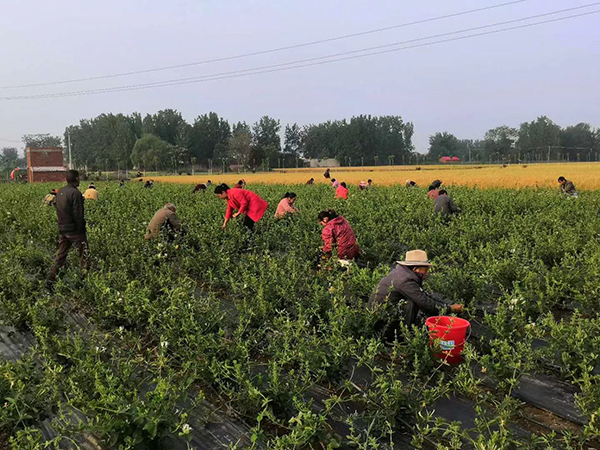 同时,还为姚楼村集体经济带来了客观的收入,周边的黄楼,独山,前曹,侯