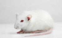 rat