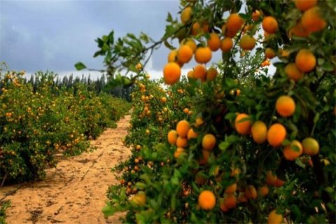 适合宜宾种植柑橘新品种