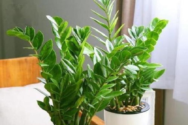 客厅不能放什么植物 适合摆放在客厅的植物