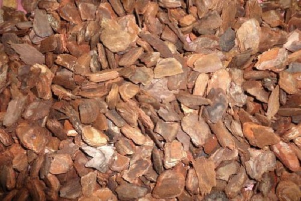 松树皮要泡多久能栽兰花 什么样的松树皮可以使用