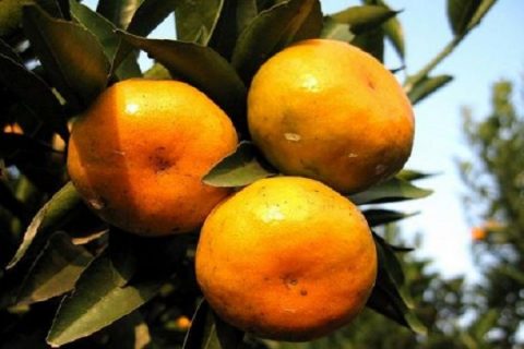柑橘沙皮病怎样防治