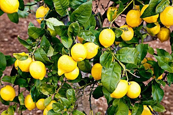 家养柠檬树的注意事项有哪些