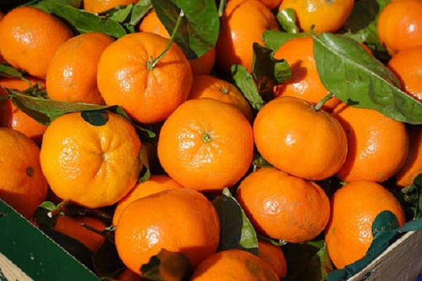 秋天成熟的水果有哪些 常见的秋熟水果品种