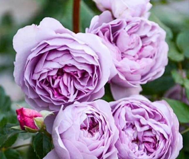 三十款紫色月季花都有什么品种吗