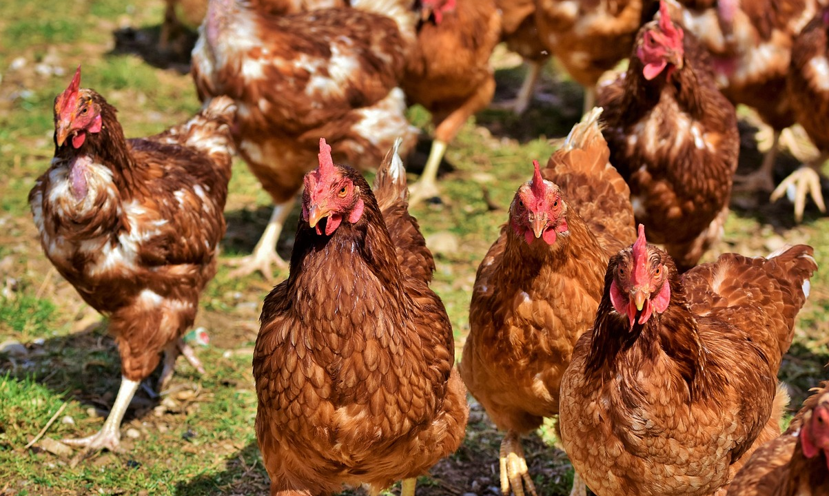 养殖家禽如何防治口蹄疫？有哪些措施？