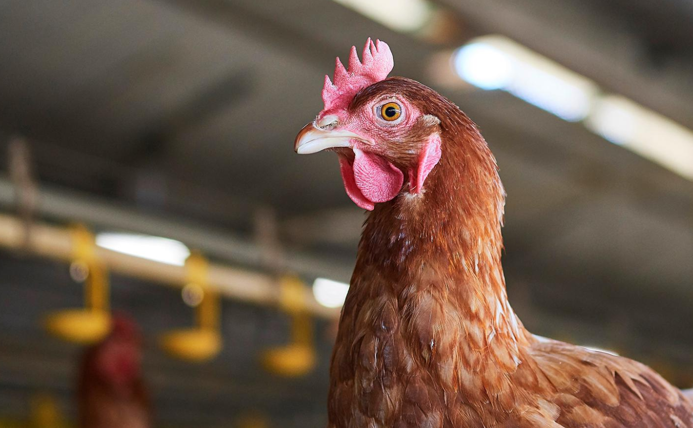 养殖家禽如何防治口蹄疫？有哪些措施？