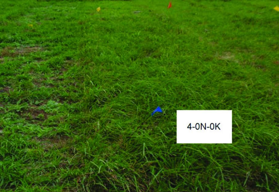 牧草如何正确施肥和管理？