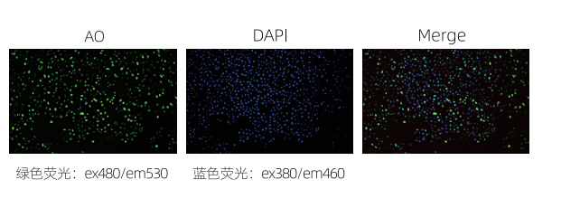 Falcon S300全自動(dòng)歸一化分析系統(tǒng)